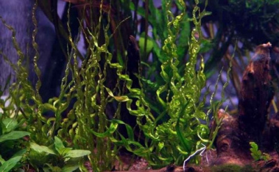 Эхинодорус Везувий